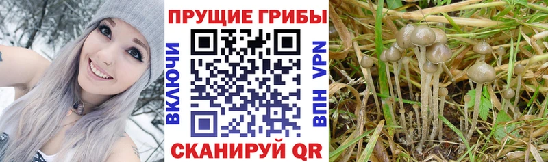 Псилоцибиновые грибы Magic Shrooms  Углич 